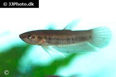 Betta krataios