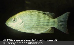 Sarotherodon caudomarginatus