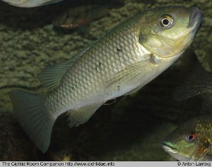 Sarotherodon linnellii