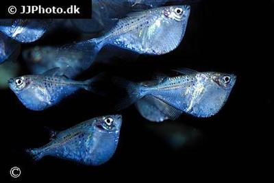 Gasteropelecus maculatus