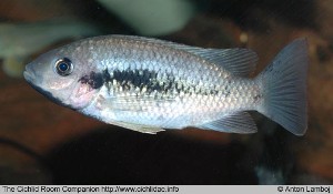 Sarotherodon lohbergeri