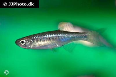 Devario shanensis