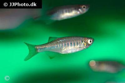 Devario shanensis