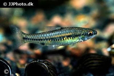 Barbus bifrenatus