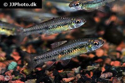 Barbus bifrenatus