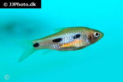 Barbus eburneensis