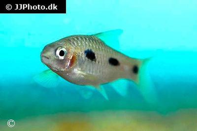 Barbus eburneensis