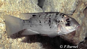 Sarotherodon melanotheron