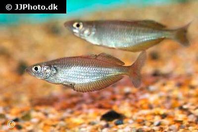 Chilatherina fasciata