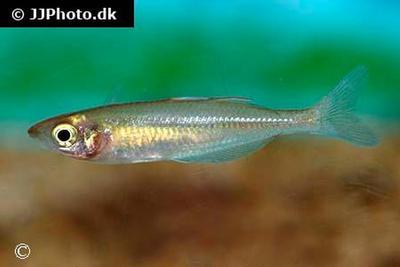 Chilatherina fasciata