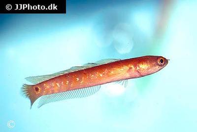 Channa asiatica