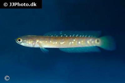 Channa asiatica