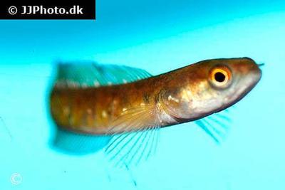 Channa asiatica