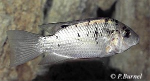Sarotherodon melanotheron