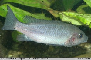 Sarotherodon steinbachi han