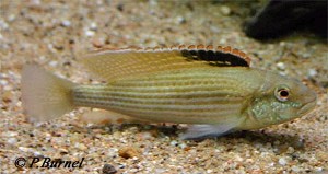 Schwetzochromis neodon