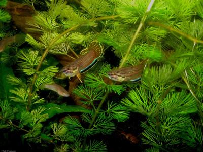 Betta simplex
