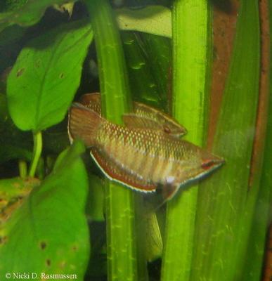 Sphaerichthys vaillanti