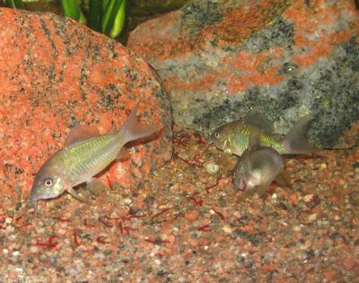 Brochis splendens