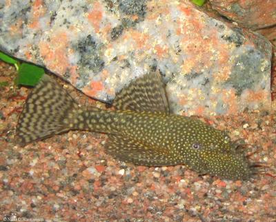 Ancistrus sp.