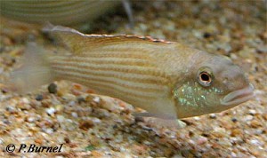 Schwetzochromis neodon