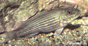 Schwetzochromis neodon