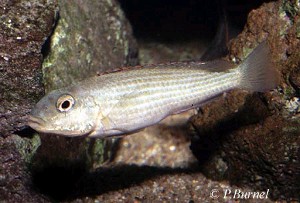 Schwetzochromis neodon