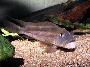 Steatocranus tinanti