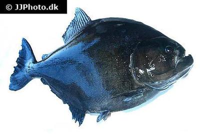 Serrasalmus rhombeus