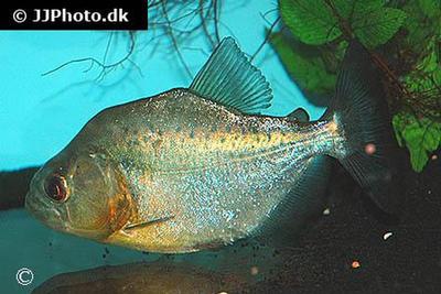Serrasalmus rhombeus