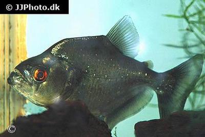 Serrasalmus rhombeus