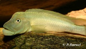 Steatocranus tinanti