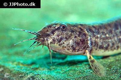 Misgurnus anguillicaudatus
