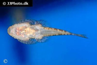 Pseudogastromyzon myersi