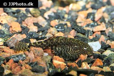 Pseudogastromyzon myersi