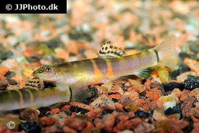 Schistura balteata