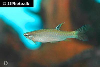 Pyrrhulina eleanorae