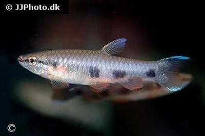 Pyrrhulina spilota
