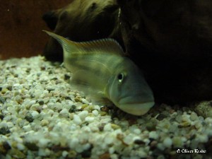 Steatocranus tinanti