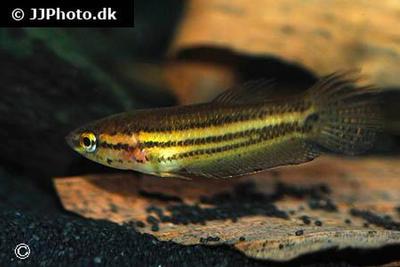 Betta edithae