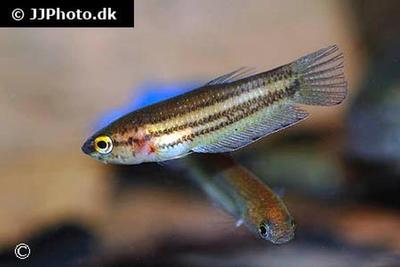 Betta edithae