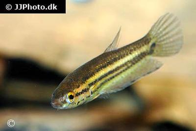 Betta edithae