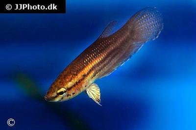 Betta edithae
