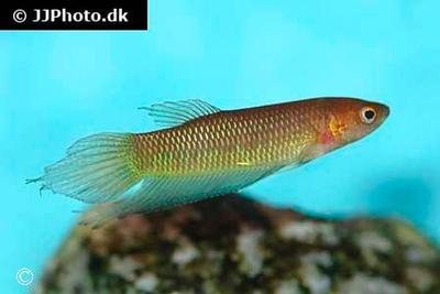 Betta bellica