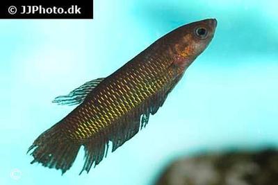 Betta bellica