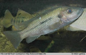 Stomatepia mariae han