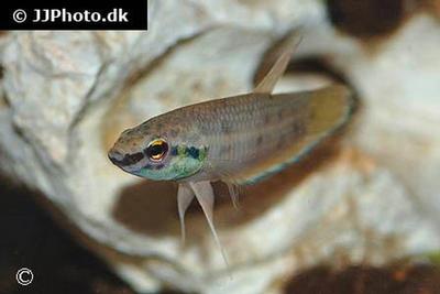Betta taeniata