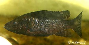 Stomatepia pindu