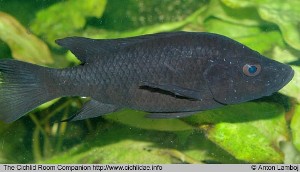 Stomatepia pindu han