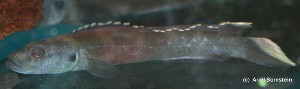 Teleogramma brichardi